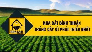 Đất Bình Thuận trồng cây gì